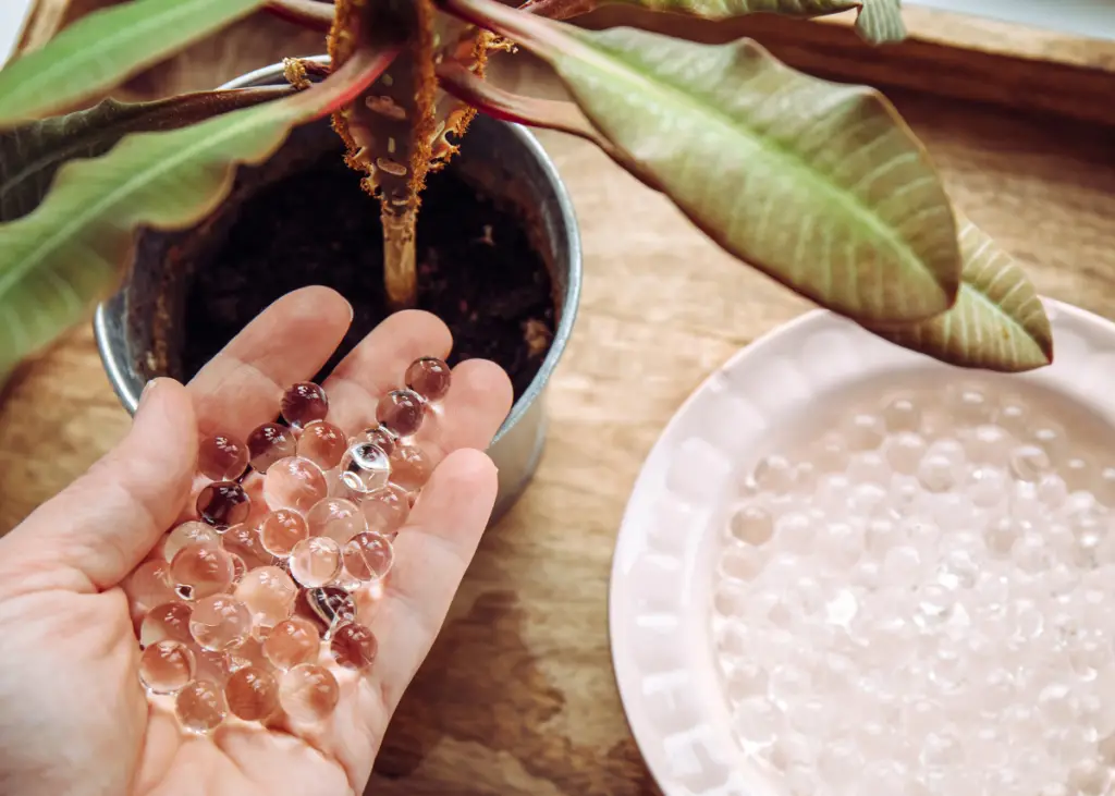 person disposing of Orbeez water beads by adding them to plant soil