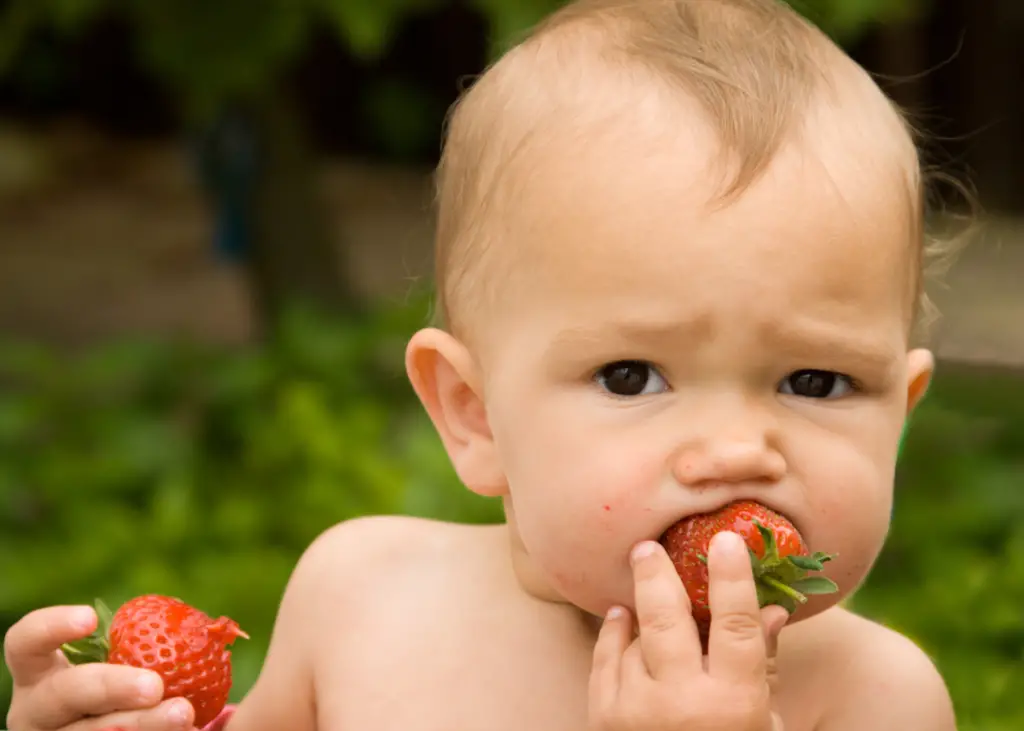 toddler eating whole strawberry for baby-led weaning